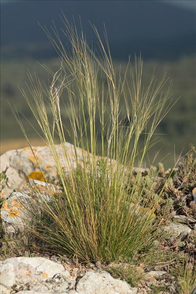 Stipa offneri Breistr.