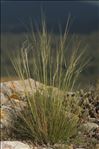 Stipa offneri Breistr.