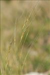 Stipa offneri Breistr.