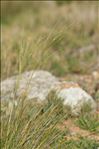 Stipa offneri Breistr.