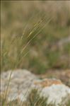 Stipa offneri Breistr.