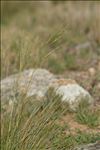 Stipa offneri Breistr.