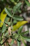 Ononis natrix subsp. ramosissima (Desf.) Batt.