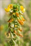 Ononis natrix subsp. hispanica (L.f.) Cout.