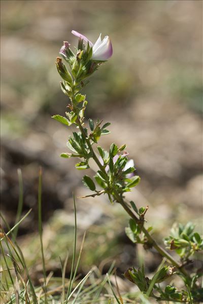 Ononis spinosa L. subsp. spinosa
