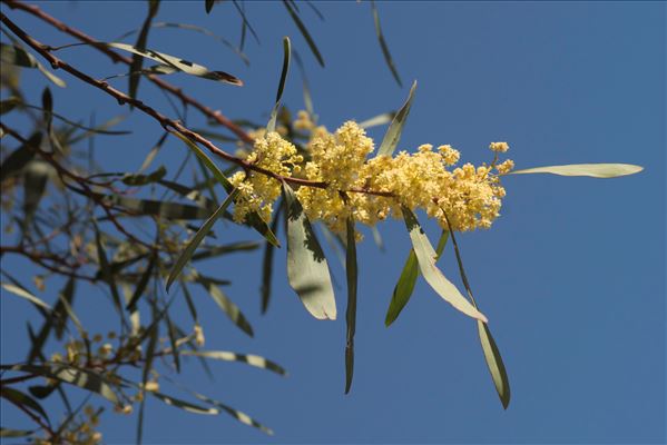 Acacia retinodes Schltdl.