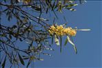 Acacia retinodes Schltdl.