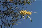 Acacia retinodes Schltdl.