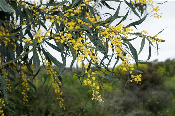 Acacia saligna (Labill.) H.L.Wendl.