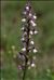 Anacamptis morio subsp. champagneuxii (Barnéoud) H.Kretzschmar, Eccarius & H.Dietr.