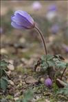 Anemone blanda Schott & Kotschy