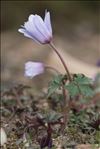 Anemone blanda Schott & Kotschy