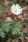 Anemone blanda Schott & Kotschy