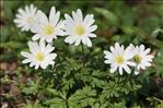 Anemone blanda Schott & Kotschy