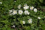 Anemone blanda Schott & Kotschy