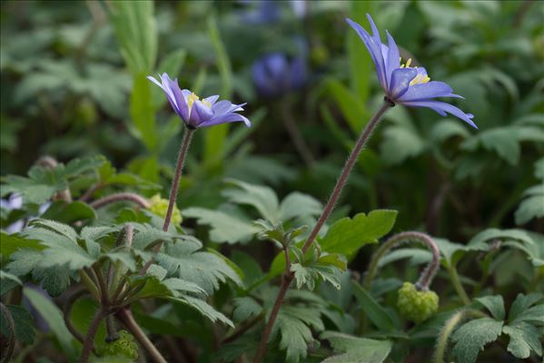 Anemone blanda Schott & Kotschy