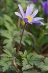 Anemone blanda Schott & Kotschy