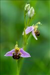 Ophrys apifera Huds. var. apifera