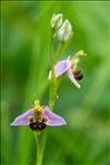 Ophrys apifera var. botteronii (Chodat) Brand