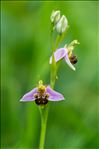 Ophrys apifera var. chlorantha (Hegetschw.) Nyman