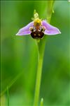 Ophrys apifera var. aurita Moggr.
