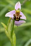 Ophrys apifera var. immaculata Bréb.