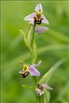 Ophrys apifera var. saraepontana Ruppert