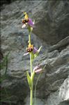 Ophrys apifera var. chlorantha (Hegetschw.) Nyman