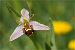 Ophrys apifera var. immaculata Bréb.