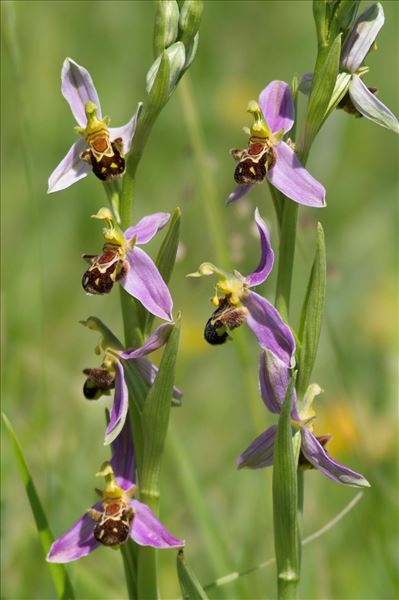 Ophrys apifera var. trollii (Hegetschw.) Rchb.f.