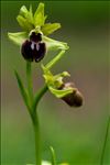 Ophrys aranifera Huds.