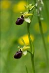 Ophrys aranifera Huds. subsp. aranifera