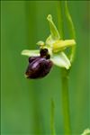 Ophrys aranifera subsp. massiliensis (Viglione & Véla) Véla