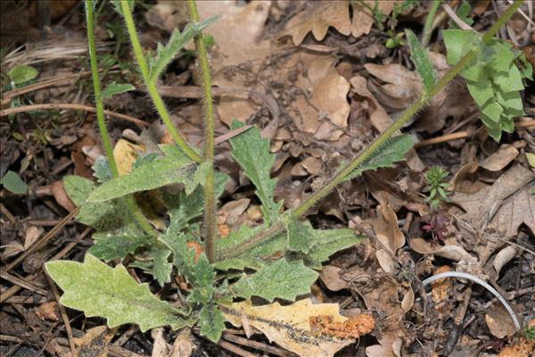 Biscutella didyma subsp. apula Nyman