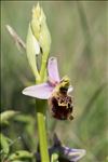 Ophrys fuciflora (F.W.Schmidt) Moench