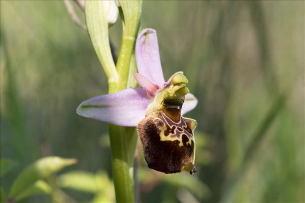 Ophrys fuciflora (F.W.Schmidt) Moench