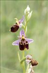 Ophrys fuciflora (F.W.Schmidt) Moench subsp. fuciflora
