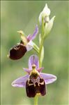 Ophrys fuciflora subsp. montiliensis Aubenas & Scappaticci