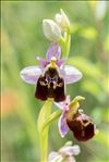 Ophrys fuciflora (F.W.Schmidt) Moench subsp. fuciflora