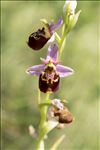 Ophrys fuciflora (F.W.Schmidt) Moench subsp. fuciflora