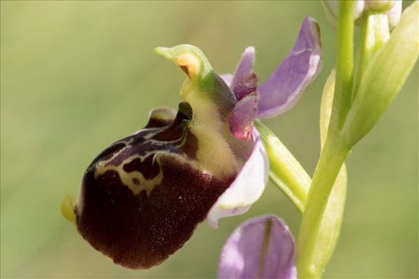 Ophrys fuciflora (F.W.Schmidt) Moench subsp. fuciflora