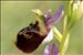 Ophrys fuciflora (F.W.Schmidt) Moench subsp. fuciflora