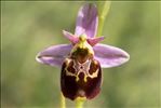 Ophrys fuciflora subsp. elatior (Gumpr. ex Paulus) Engel & Quentin