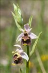 Ophrys fuciflora (F.W.Schmidt) Moench