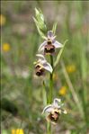 Ophrys fuciflora (F.W.Schmidt) Moench
