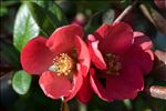 Chaenomeles japonica (Thunb.) Lindl. ex Spach