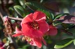 Chaenomeles japonica (Thunb.) Lindl. ex Spach