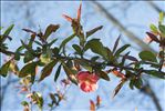 Chaenomeles japonica (Thunb.) Lindl. ex Spach