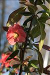 Chaenomeles japonica (Thunb.) Lindl. ex Spach