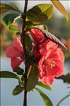 Chaenomeles japonica (Thunb.) Lindl. ex Spach